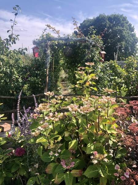 Chitts Hill Allotment & Garden Society